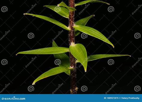 Tiger Lily Lilium Lancifolium Stem And Leaves Closeup Stock Image