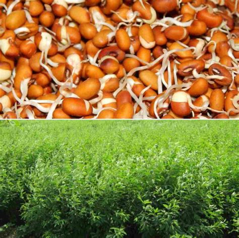 Red gram Seed Germination Procedure (Arhar/Tur Dal) | Agri ...