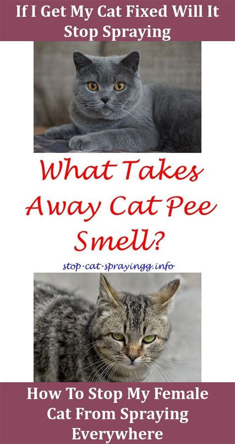 Yes, cats will make you laugh your head off! Cat Urine Problems Cat Friendly Fly Spray Cat Spraying On ...