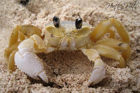 Silver Sands Sand Crab