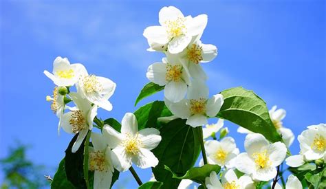 Il bianco è un colore normalmente associato al matrimonio, ma le piante con fiori bianchi per un giardino spazioso, si può puntare sulla magnolia, un albero della famiglia delle magnoliaceae, con fiori grandi e molto. Fiori profumati - Idee Green