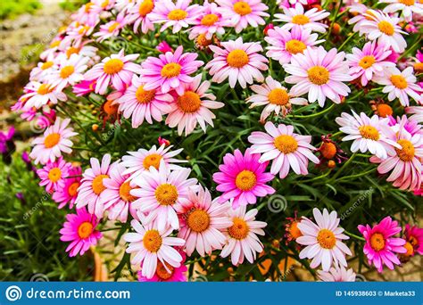 Very Beautiful Colorful Flowers In Spring Stock Image
