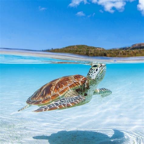 Green Sea Turtle On Beach