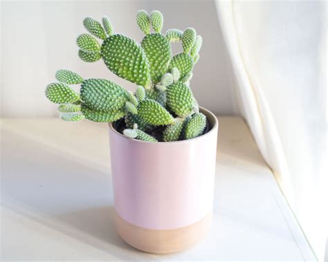 8 Best Cactus Varieties To Grow Indoors