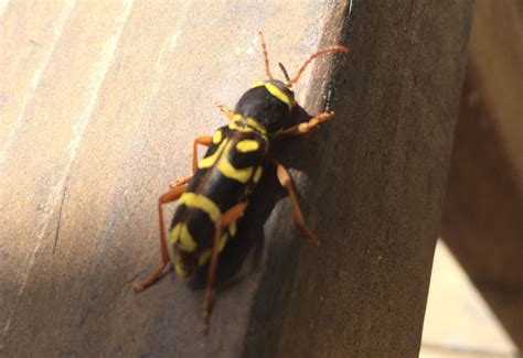 Wasp Mimic Clytus Planifrons Whats That Bug