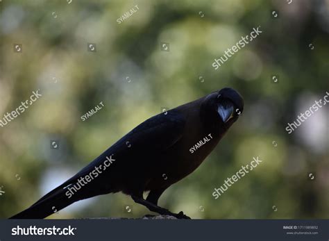 Crow Photoshoot Posing Time Stock Photo 1711989892 Shutterstock
