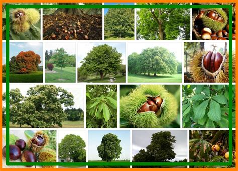 Chestnut Trees For Sale, Near Me 2021 | Tree Types