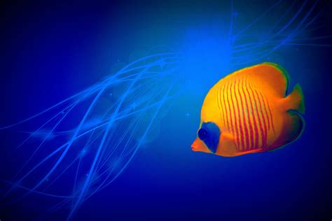 Free Images Abstract Tropical Color Desktop Jellyfish Blue
