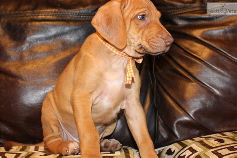Perseus Rhodesian Ridgeback Puppy For Sale Near Southeast Ks Kansas