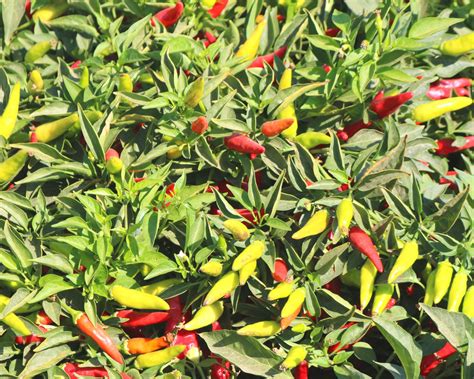 Super Chili Hybrid Hot Pepper Seeds — Seeds N Such