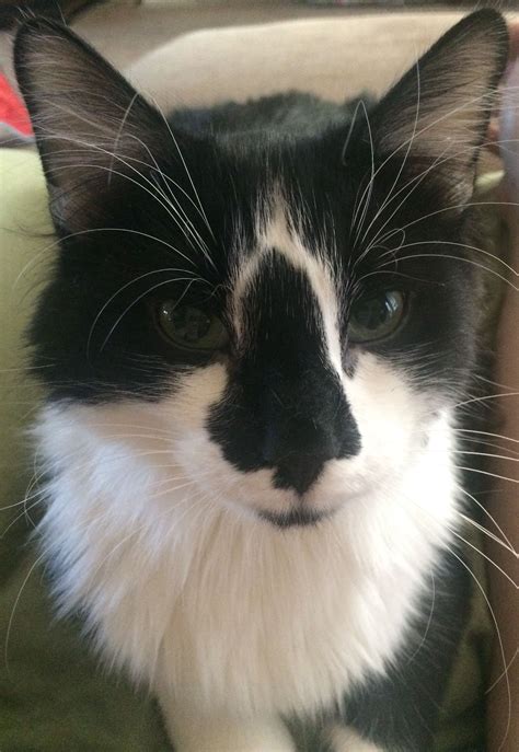 Gus Tuxedo Cat With Black Nose Curiosity Killed The Cat Tuxedo Cat