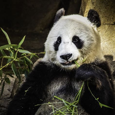 Photography Giant Panda Bear Original Art By Royden Heays