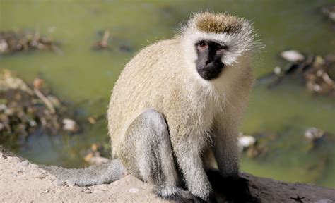 Vervet Monkeys At Lake Nakuru National Park In Kenya A Photographic