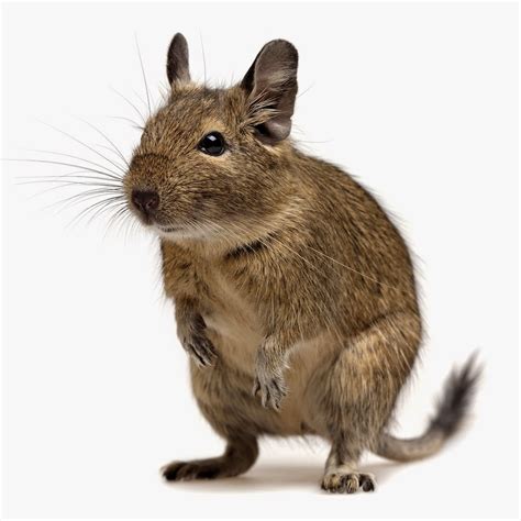 Exotic Nutrition Pet Company: Cage Features for a Degu Exotic Nutrition