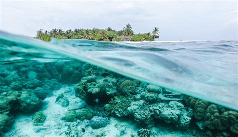 Scientists At The University Of Hawaii Manoa Predict 90 Of Coral