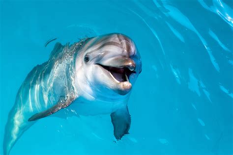 Delfin Krafttier Spirit