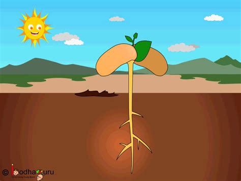 Science Seed Germination Animation From Seed To Plant English