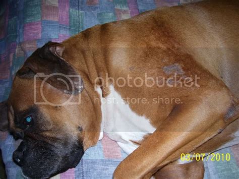 Little Bumps On My Boxers Skin Under His Coat Boxer Forum Boxer Breed Dog Forums