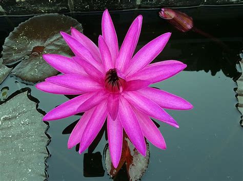 Hd Wallpaper Lily Flower Red Water Water Lily Lal Shapla Red