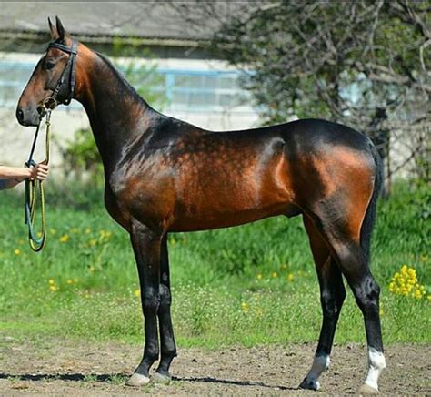 Akhal Teke Gorgeous Color Horse Breeds Akhal Teke Horses Most