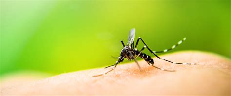 Why You Might Be A Magnet For Mosquito Bites