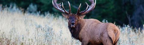 Roosevelt Elk Chapter 1 Eat Sleep Hunt Elk