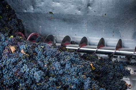 How Is Wine Made Step By Step All Wines Of Europe