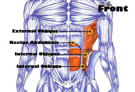For the purpose of this section we will look at the muscles which are most often involved in lower back pain. Abdominals | Workout
