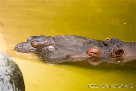 Baby Hippo Baby Hippo Omairkha Flickr