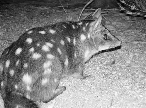 Western Quoll Ausemade