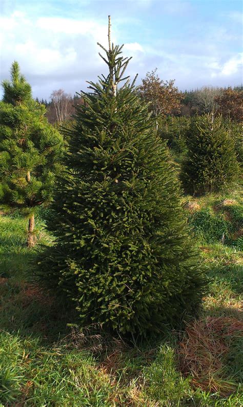 Pick Your Own Christmas Tree At Meadow Lane Farm Galway Christmas