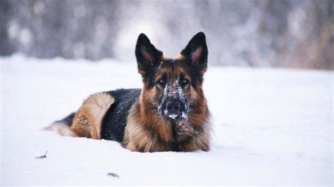 Dog German Shepherd Animals Snow Wallpapers Hd