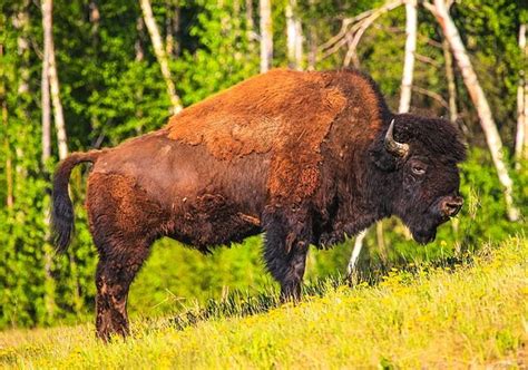 The American Bison Our National Mammal — Fox Run Environmental