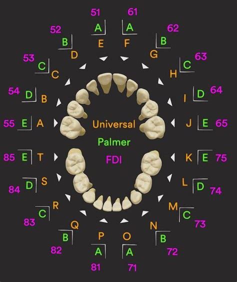 Tooth Numbering System Deciduous Teeth Medizzy