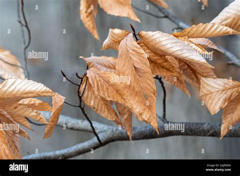Dried Leaves Of A North American Beech Tree Fagus Grandifolia In