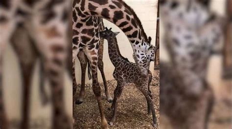 Meet The New Baby Female Masai Giraffe Born At Disneys Animal Kingdom