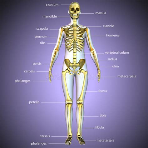 Illustrazione 3d Di Anatomia Dello Scheletro Del Corpo Umano