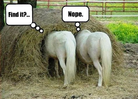 100 Hilarious Horse Memes