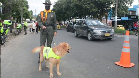 El inodoro se ha convertido en una cuestión de vida o muerte para millones de personas en estos. Perros Policías que salvan vidas - YouTube