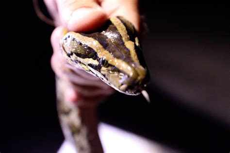 Burmese Python Hunters Contracted To Help Remove Invasive Species From