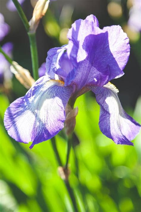 Beautiful Lilac Flower Iris Closeup Stock Image Image Of Season