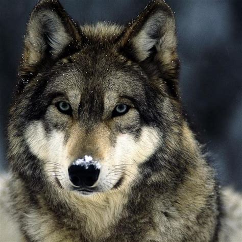 10 Most Popular Grey Wolf Wallpaper 1920x1080 Full Hd 1920×1080 For Pc