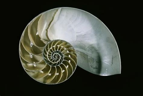 Chambered Nautilus Shell Cut In Half Available As Framed Prints Photos