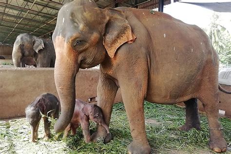 Video Elephant Gives Birth To Twins For The First Time In Nearly 80 Years Gulftoday