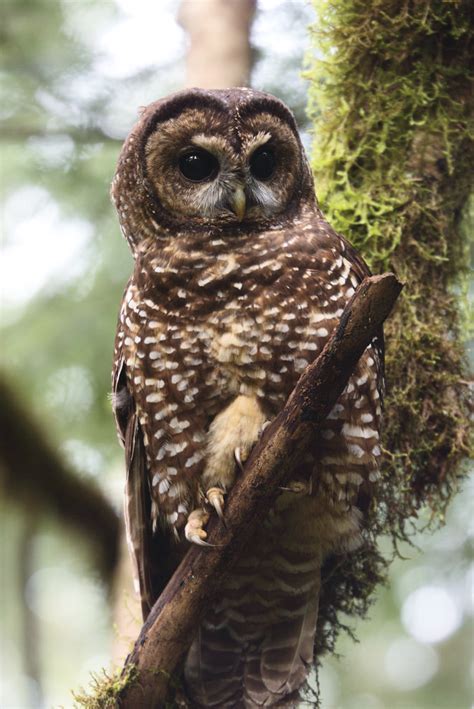 Spotted Owl The Audubon Birds And Climate Change Report