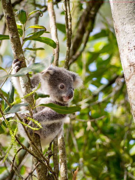 Koala Baby Kokala 001 Royalty Free Stock Photo Image