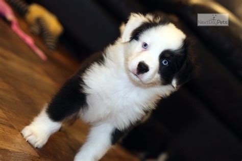 Mystic Australian Shepherd Puppy For Sale Near Richmond Virginia