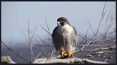 Cool Peregrine Falcon Facts | WildlifeGalaxy
