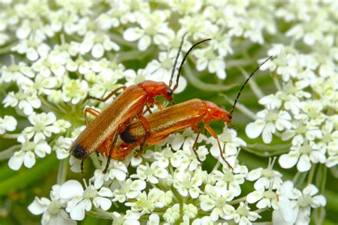 Common Red Soldier Beetle Rhagonycha Fulva Lukas Large Flickr