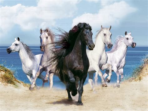 48 Running Horses Wallpaper Wallpapersafari
